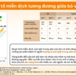 Yếu Tố Miễn Dịch Tương đương Giữa Bò Và Người- 1Shop.com.vn