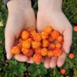 Nước ép Cao Cấp Dâu Mây Và Táo Bonne 1 Lít - Quả Dâu Mây - 1Shop.com.vn