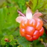 Nước ép Quả Dâu Mây Và Táo Cao Cấp Bonne 1 Lít - Quả Dâu Mây - 1Shop.com.vn