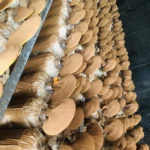 Ảnh Thực Tế Nấm Linh Chi Thành Đồng - 1Shop.com.vn