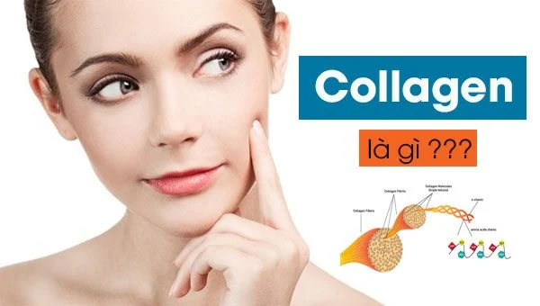 Collagen Là Gì