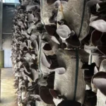 Nấm Mèo Thành Đồng - 1Shop.com.vn (2)