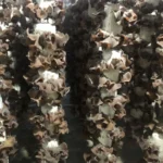 Nấm Mèo Thành Đồng - 1Shop.com.vn (3)