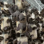 Nấm Mèo Thành Đồng - 1Shop.com.vn (4)